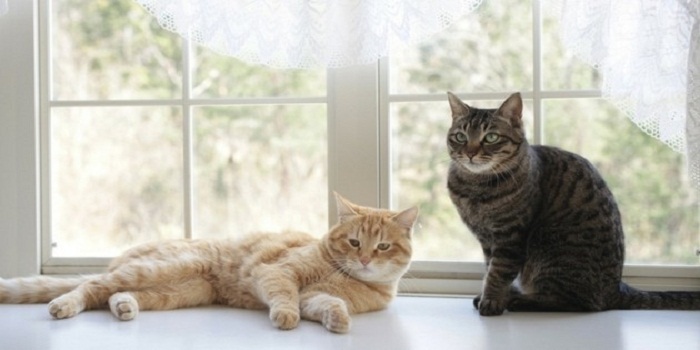 Comment préparer sa maison à l’arrivée d’un chat