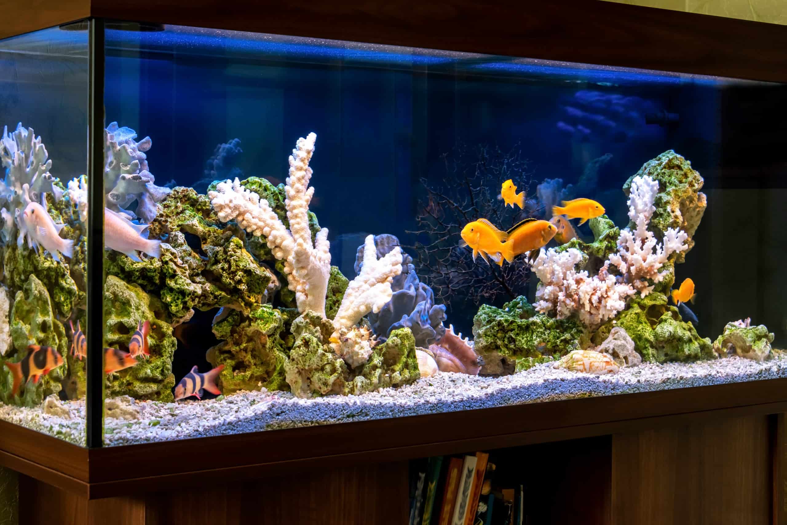 Un aquarium pour décorer son salon